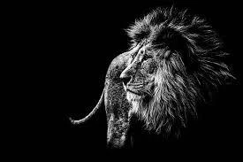 The Lion Does Not Concern Himself