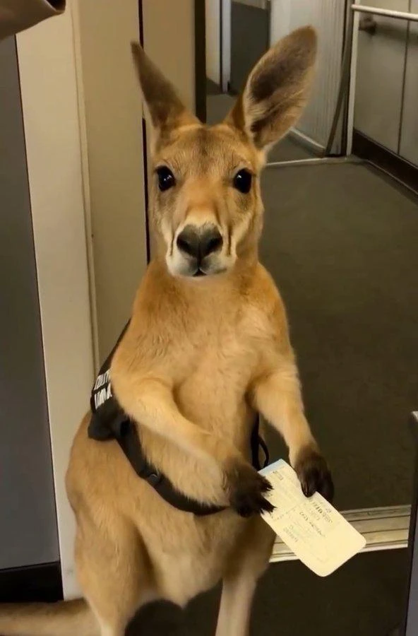 Emotional Support Kangaroo