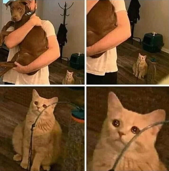 Cat Looking at Man Holding Dog Template #2